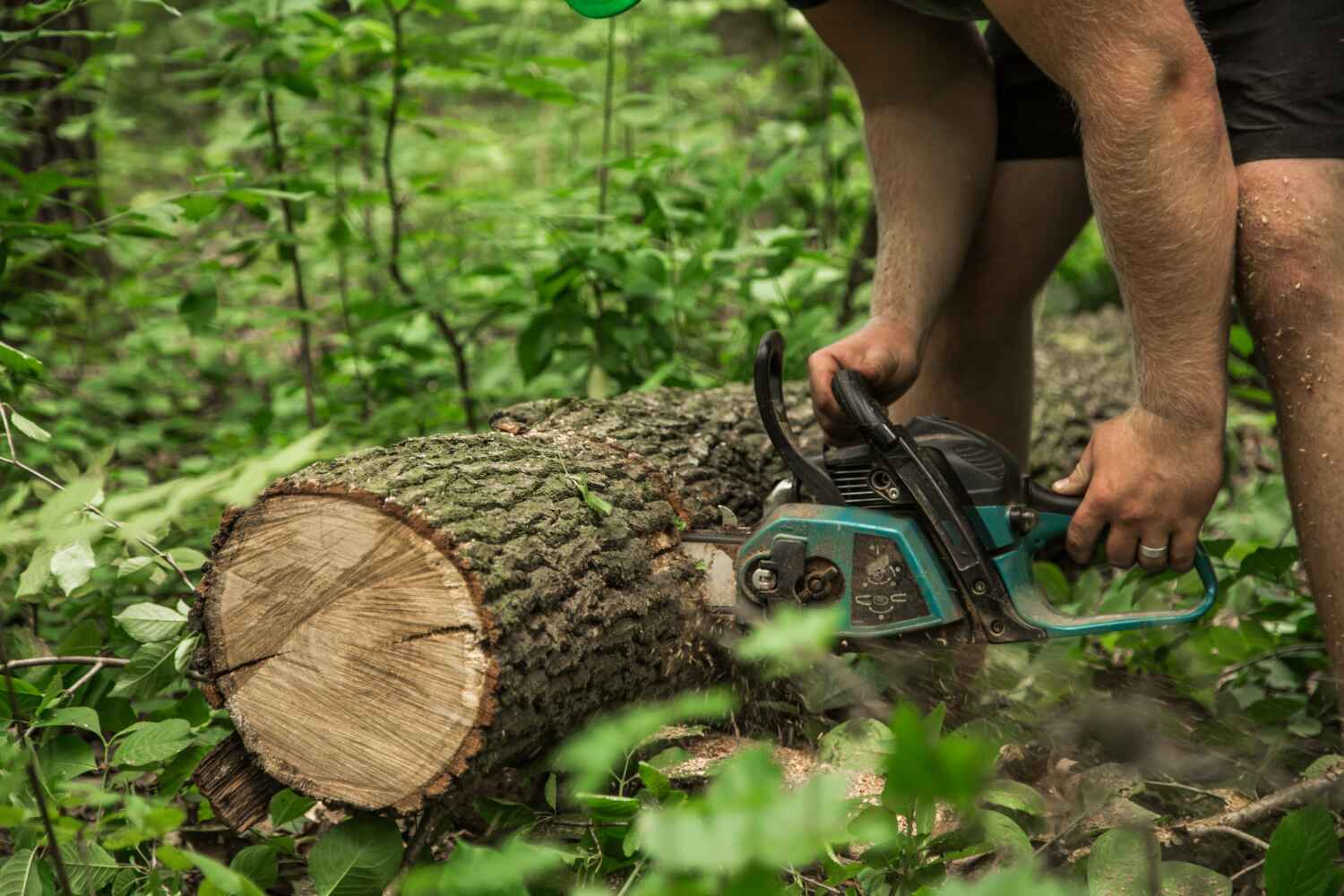 Best Professional Tree Care  in Emory, TX